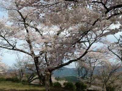 吉野山の桜_c0124828_2118928.jpg