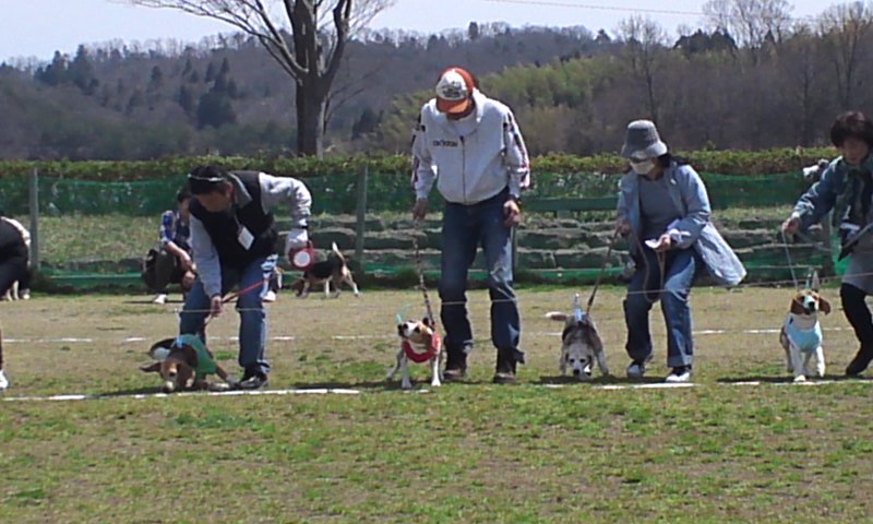 　『桜吹雪だ!!びーぐる祭りin木場潟』　　_b0134529_1935578.jpg