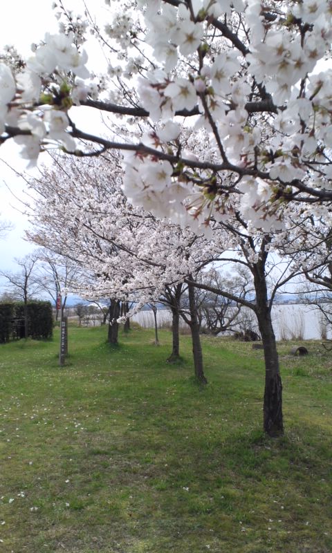 　『桜吹雪だ!!びーぐる祭りin木場潟』　　_b0134529_19445164.jpg