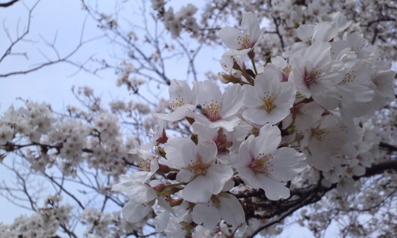 　『桜吹雪だ!!びーぐる祭りin木場潟』　　_b0134529_19502237.jpg