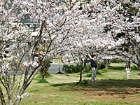 桜が満開です_e0128030_10311016.jpg