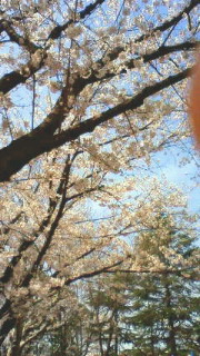 お花見☆と相棒のメンテ_c0149633_19215382.jpg