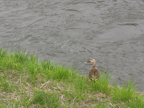 e0206433_2342382.jpg