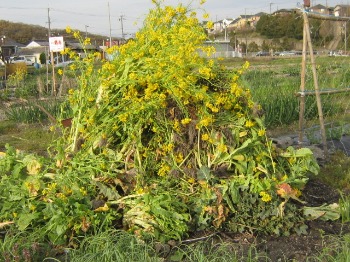 空豆の花_f0142733_2185895.jpg