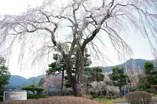 （植物）桜・三都物語_c0227134_1117209.jpg