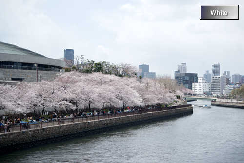 （植物）桜・三都物語_c0227134_1119513.jpg