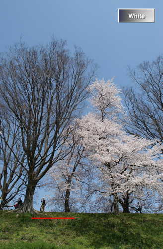 （植物）桜・三都物語_c0227134_11395776.jpg