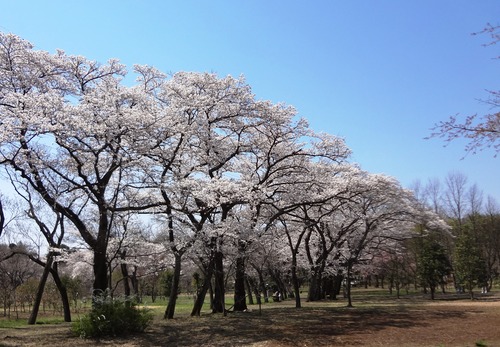 小金井の桜 野川沿い 武蔵野公園 野川公園 多磨霊園 矢崎雅俊の 環境工学