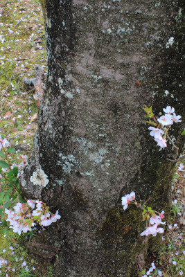 b0038638_18122389.jpg