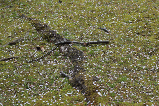 b0038638_18133774.jpg