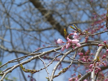 笊川散歩～花咲くよろこび_b0169238_22551948.jpg