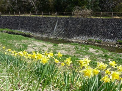 笊川散歩～花咲くよろこび_b0169238_2255551.jpg