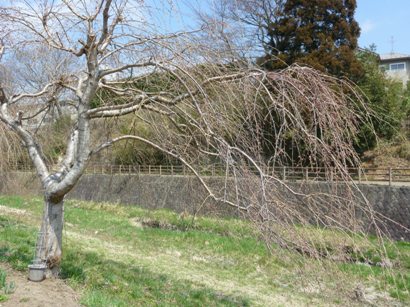 笊川散歩～花咲くよろこび_b0169238_225583.jpg