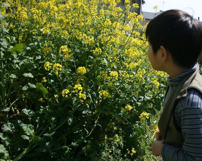 夢の蜂_b0060239_1736288.jpg
