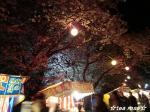 夜桜 海蔵川桜まつり 桜２０１２ お気楽でいこ う