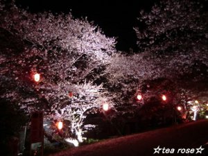 夜桜 海蔵川桜まつり 桜２０１２ お気楽でいこ う