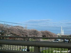 夜桜 海蔵川桜まつり 桜２０１２ お気楽でいこ う
