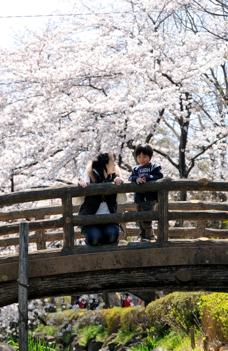 sakura 2012　pt1_d0142040_2203574.jpg