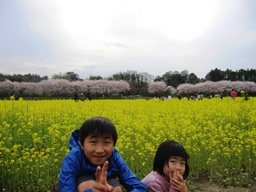 サクラと菜の花のコラボレーション_d0124543_2044362.jpg