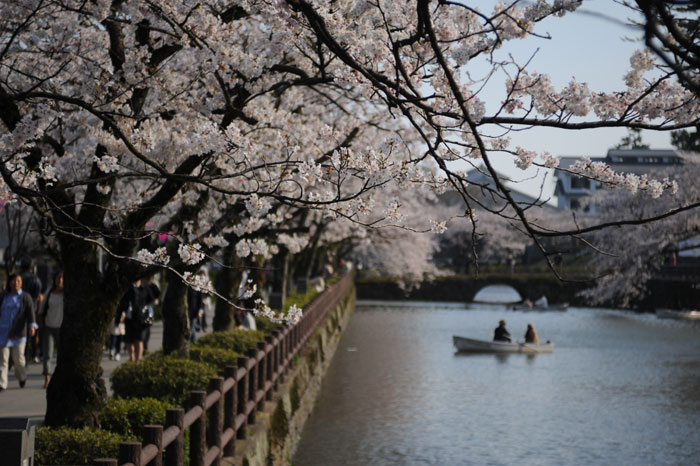 さくら２０１２～小田原城址公園～その２_b0067346_13382813.jpg