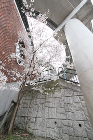 長崎さるく 3 長崎居留地_d0179447_185550100.jpg