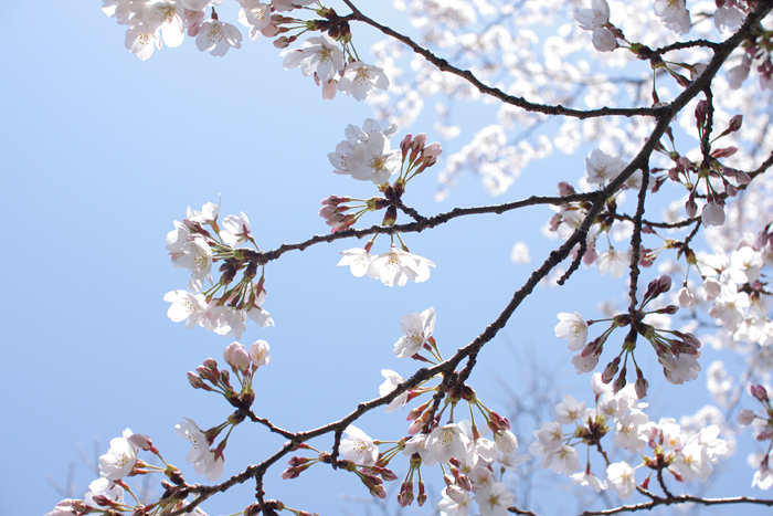 晋と桜_f0177550_22561010.jpg