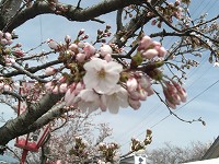 2012年　つざわ桜まつり_c0208355_18111.jpg