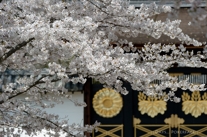 One Day... 京桜 03_d0079559_18545668.jpg