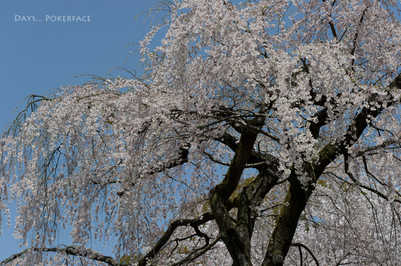 One Day... 京桜 03_d0079559_1854589.jpg