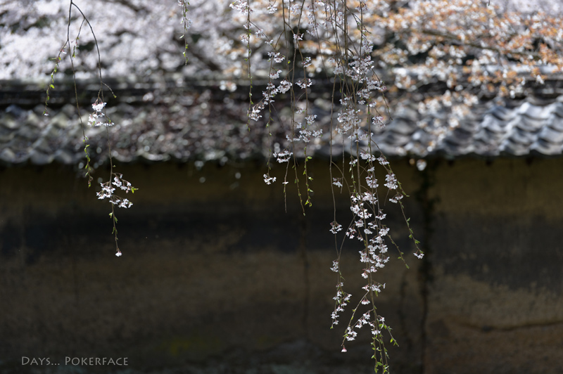 One Day... 京桜 03_d0079559_1857946.jpg