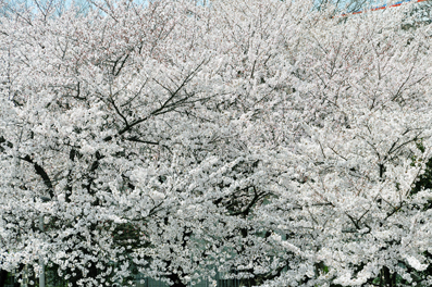 b0079661_91610.jpg