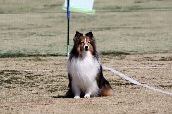 春の名犬PRカップ2012　日曜日_c0221462_22181742.jpg