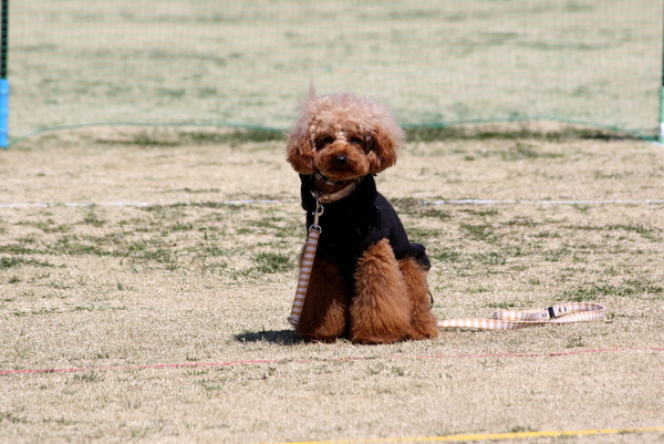 春の名犬PRカップ2012　日曜日_c0221462_22201337.jpg