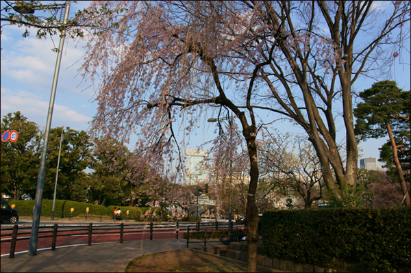 桜狩りカメラを首に花疲れ_a0031363_7442410.jpg