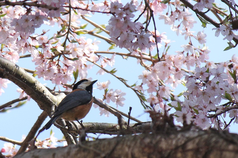 桜2012①_a0183666_19361496.jpg