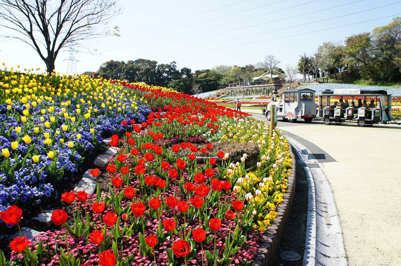 グリーンパーク フラワーフェスタ_b0083267_12205794.jpg