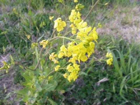 e0059267_23351351.jpg