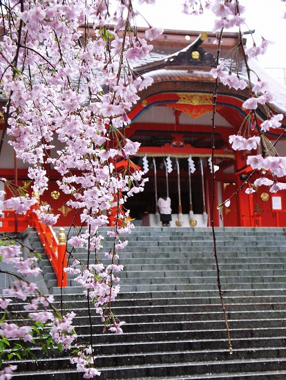 花散らしの雨　新宿花園神社_e0260067_12244922.jpg