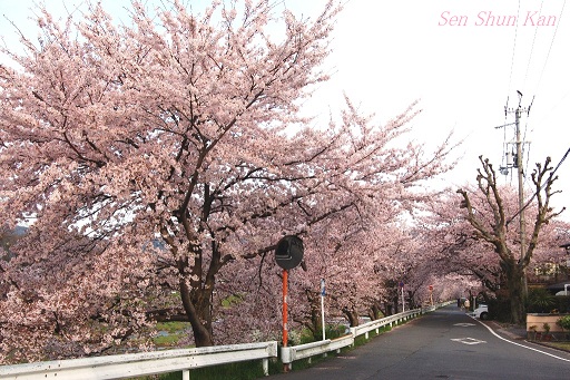 賀茂川の桜　　２０１2年４月15日　（半木の道）_a0164068_100465.jpg