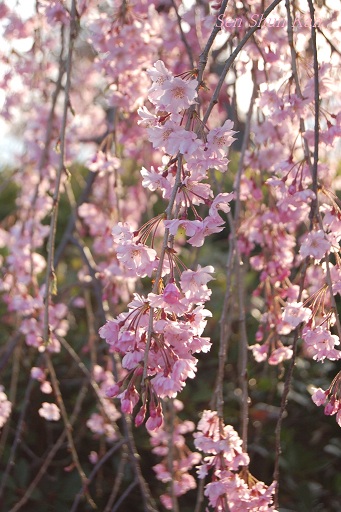 賀茂川の桜　　２０１2年４月15日　（半木の道）_a0164068_94808.jpg