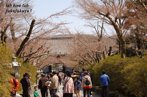 石山寺_b0196568_17293033.jpg