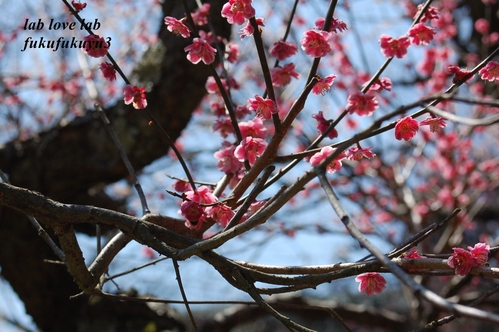 石山寺_b0196568_17434854.jpg