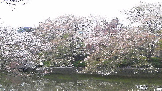 葉山くるる〜鎌倉鶴岡八幡宮流鏑馬_d0015968_23475737.jpg