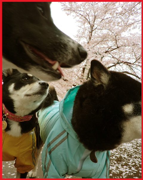 桜雨。青山は、春の盛りに突入です。_e0236072_2433371.jpg