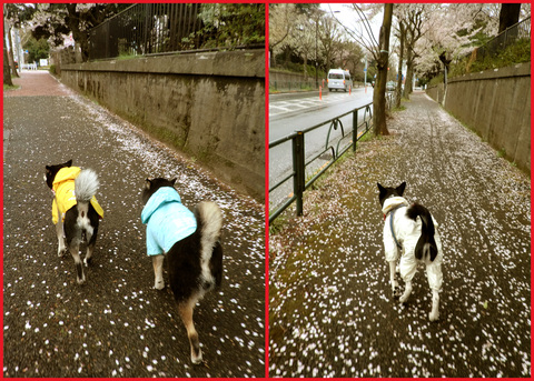 桜雨。青山は、春の盛りに突入です。_e0236072_245430.jpg