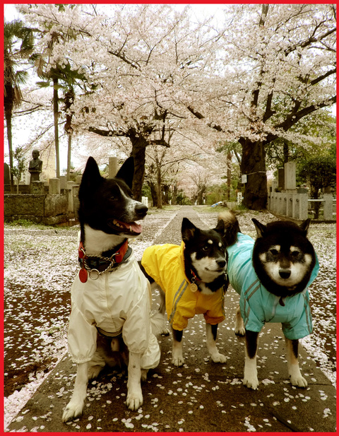 桜雨。青山は、春の盛りに突入です。_e0236072_2474392.jpg