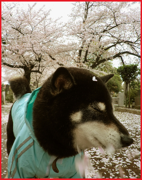 桜雨。青山は、春の盛りに突入です。_e0236072_2521733.jpg