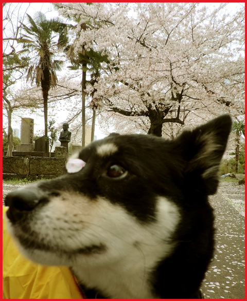 桜雨。青山は、春の盛りに突入です。_e0236072_2532138.jpg