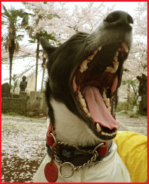 桜雨。青山は、春の盛りに突入です。_e0236072_2551610.jpg