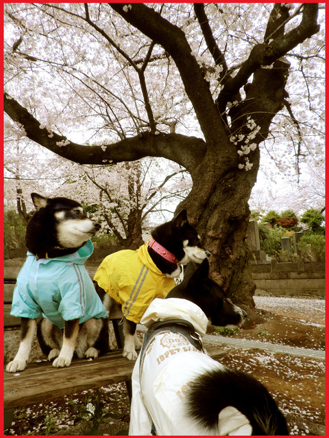 桜雨。青山は、春の盛りに突入です。_e0236072_2581710.jpg